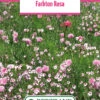 Blumenwiese Farbton Rosa (100 G) | Blumensamen Von Bertrand -Samen Zauber 540985 Blumenwiese Farbton Rosa 100 g