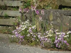 Blumenwiese Mauerfuß (100 G) | Blumensamen Von Bertrand -Samen Zauber 540995 Blumenwiese Fleurs Pieds de Murs Production Anjou hors catalog 100 g MP20200 100g 1