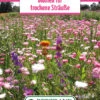 Blumenwiese Blumen Für Trockensträuße (100 G) | Blumensamen Von Bertrand -Samen Zauber 541035 Blumenwiese Trockenblumenstrausser 100 g