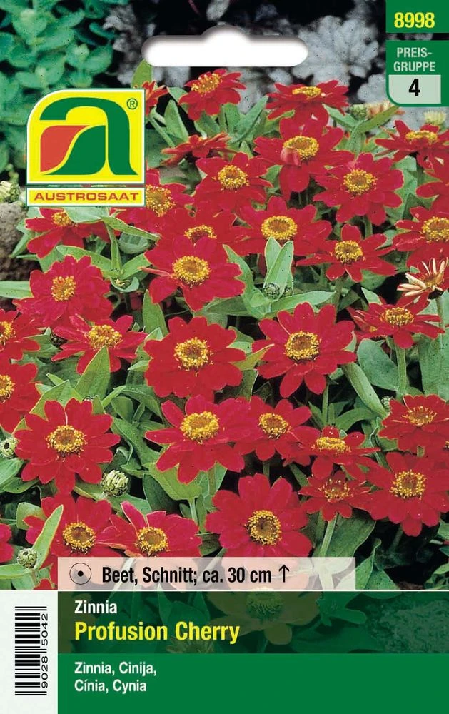 Zinnien Profusion Cherry | Zinniensamen Von Austrosaat 4 Zinnien Profusion Cherry | Zinniensamen Von Austrosaat – Bild 2