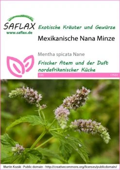 Samen Zauber -Samen Zauber 543569 Mexikanische Nana Minze 17533 sa 0