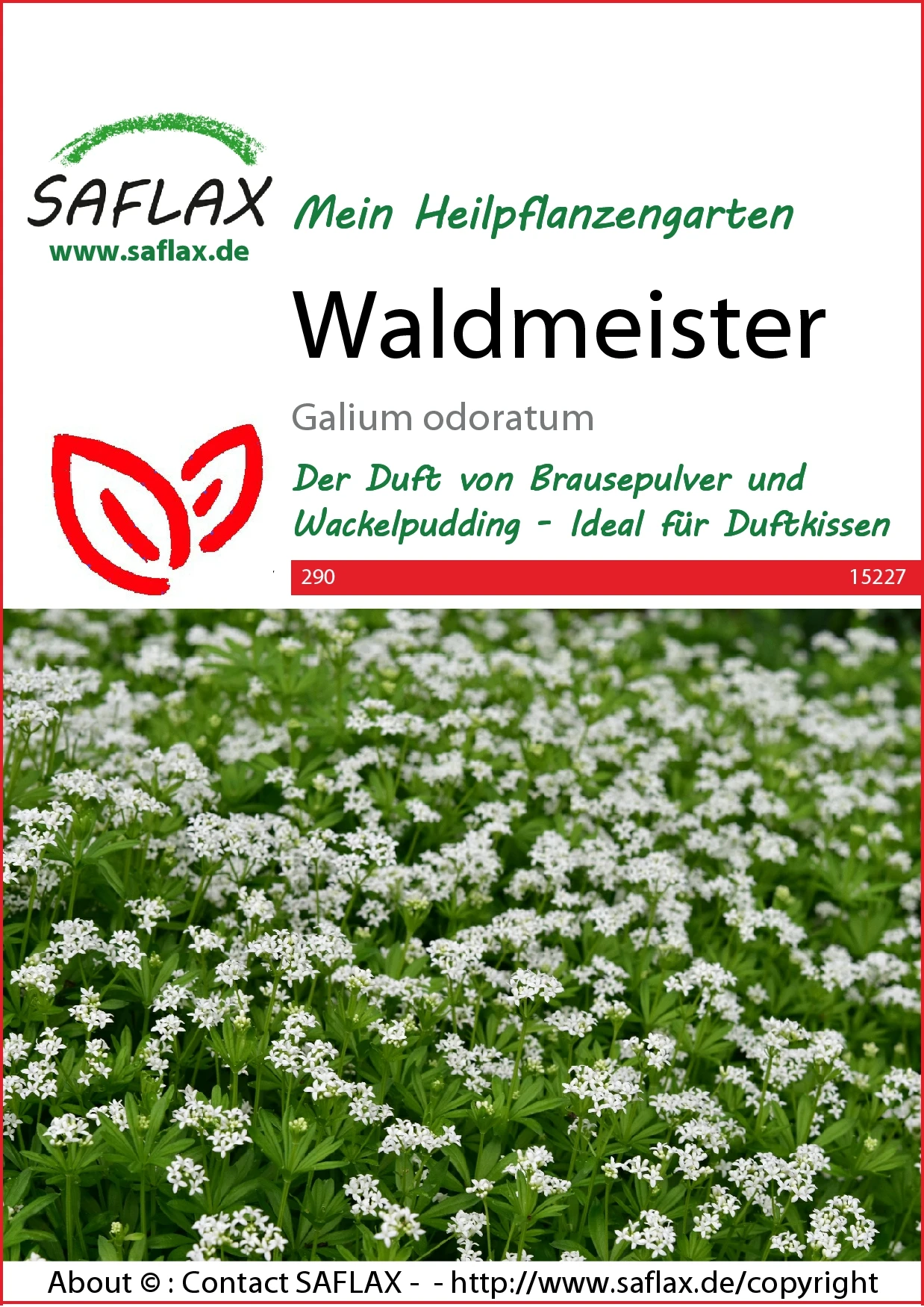 Waldmeister | Waldmeistersamen Von Saflax 4 Waldmeister | Waldmeistersamen Von Saflax – Bild 2