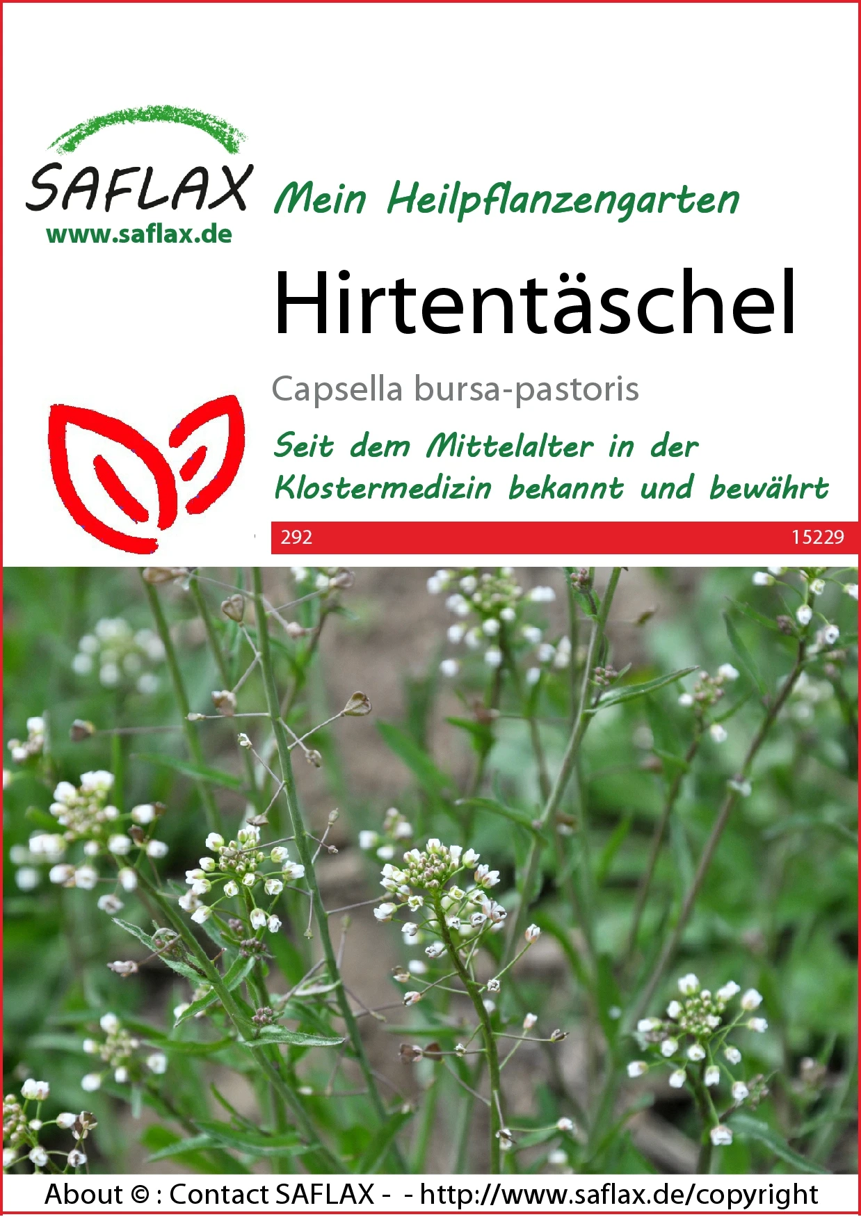 Hirtentäschel | Wildblumensamen Von Saflax 4 Hirtentäschel | Wildblumensamen Von Saflax – Bild 2