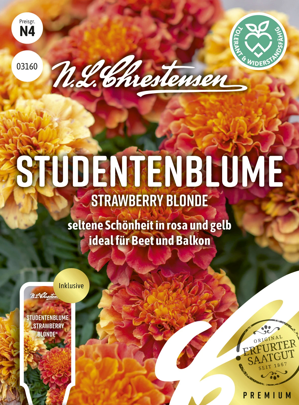 Studentenblume Strawberry Blonde | Studentenblumensamen Von N.L. Chrestensen 4 Studentenblume Strawberry Blonde | Studentenblumensamen Von N.L. Chrestensen – Bild 2