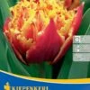 Gefranste Tulpe Golddust (7 Stück) | Tulpenzwiebeln Von Kiepenkerl 1 Gefranste Tulpe Golddust (7 Stück) | Tulpenzwiebeln Von Kiepenkerl -Samen Zauber 543942 Gefranste Tulpe Golddust 7 Stueck 504493 0