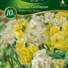 Combipack Narzissen Mix (5 Stück) | Narzissenzwiebeln Von Quedlinburger -Samen Zauber 546151 Combipack Narzissen Mix 309730 qb 0
