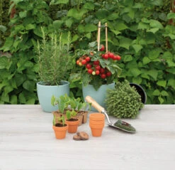 5 X 5,7 Cm Terracotta Töpfe (9 Stück) | Anzuchttöpfe Von Sogo 8 5 X 5,7 Cm Terracotta Töpfe (9 Stück) | Anzuchttöpfe Von Sogo -Samen Zauber 548518 5 x 5 7 cm Terracotta Toepfe 9 Stueck 887322 sg 3