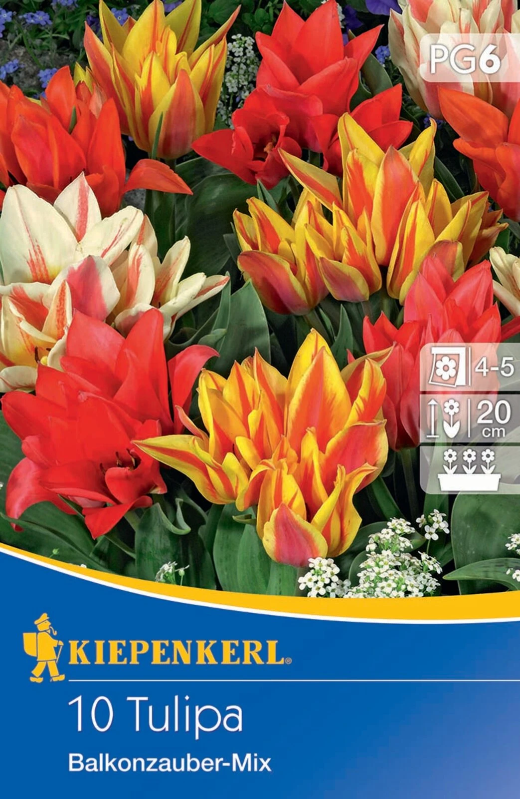 Greigii-Tulpe Balkonzauber Mischung (10 Stück) | Tulpenzwiebeln Von Kiepenkerl 4 Greigii-Tulpe Balkonzauber Mischung (10 Stück) | Tulpenzwiebeln Von Kiepenkerl – Bild 2