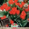 Wildtulpe Fuselier (7 Stück) | Wildtulpe Von Sperli -Samen Zauber 549453 Wildtulpe Fuselier 7 Stueck 455922 0