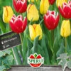 Frühlingsgarten Vampires Kiss (12 Stück) | Triumph-Tulpen Von Sperli -Samen Zauber 549482 Fruehlingsgarten Vampires Kiss 12 Stueck 464443 0