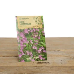 Wildblumen Set Stay Wild | BIO Wildblumensamen Von Samen Maier -Samen Zauber 549603 BIO Wildblumen Set Stay Wild A02 sm 1