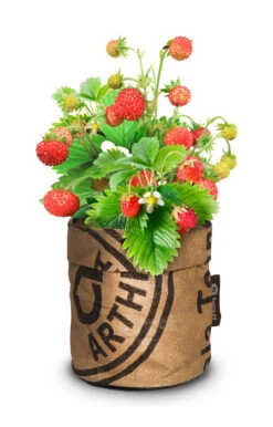 Greensquad Süße Erdbeere | Anzuchtsets Von Baza -Samen Zauber 550257 Greensquad Suesse Erdbeere 18027706 bz 1