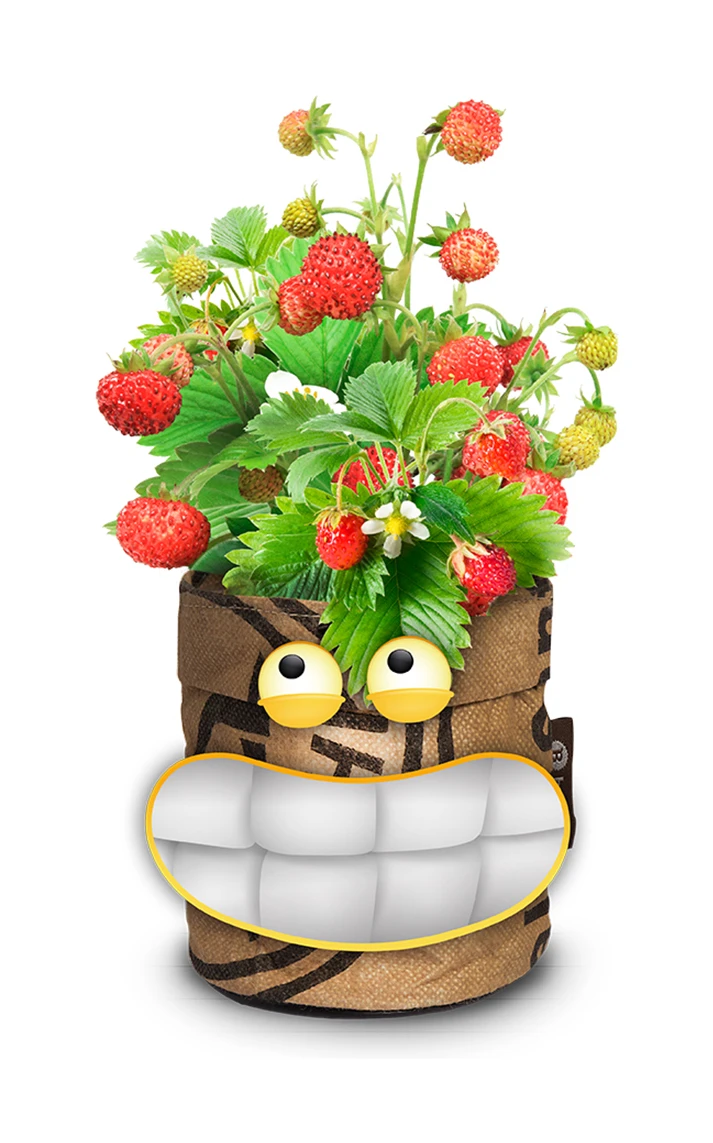 Samen Zauber -Samen Zauber 550257 Greensquad Suesse Erdbeere 18027706 bz 2