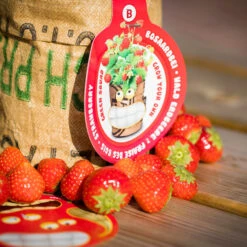 Greensquad Süße Erdbeere | Anzuchtsets Von Baza -Samen Zauber 550257 Greensquad Suesse Erdbeere 18027706 bz 5