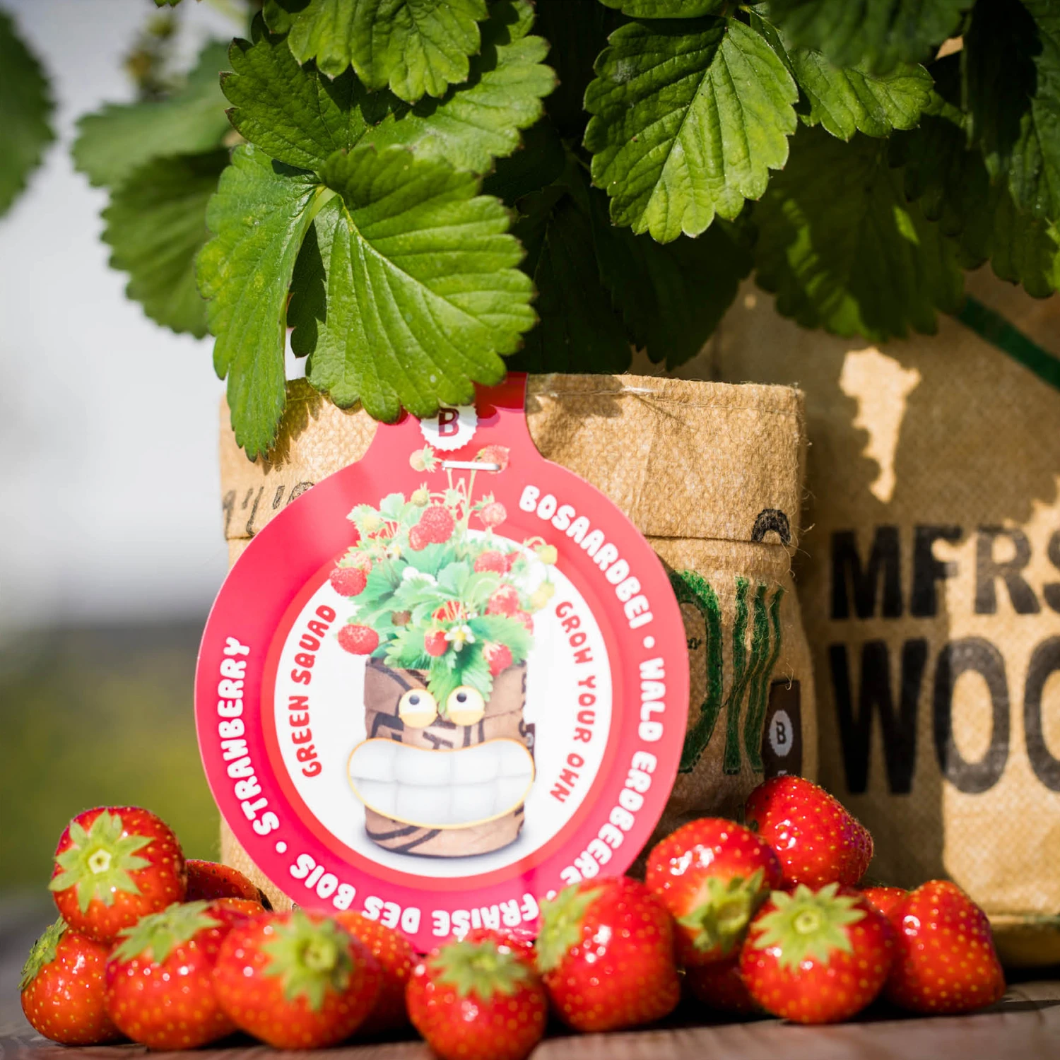 Samen Zauber -Samen Zauber 550257 Greensquad Suesse Erdbeere 18027706 bz 6