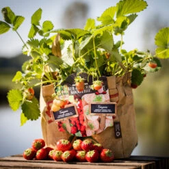 Duo-Garten Erdbeere | Anzuchtsets Von Baza