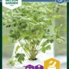 Petersilie Laura | Petersiliensamen Von Nelson Garden -Samen Zauber 552132 Petersilie Laura 90949 ng 0