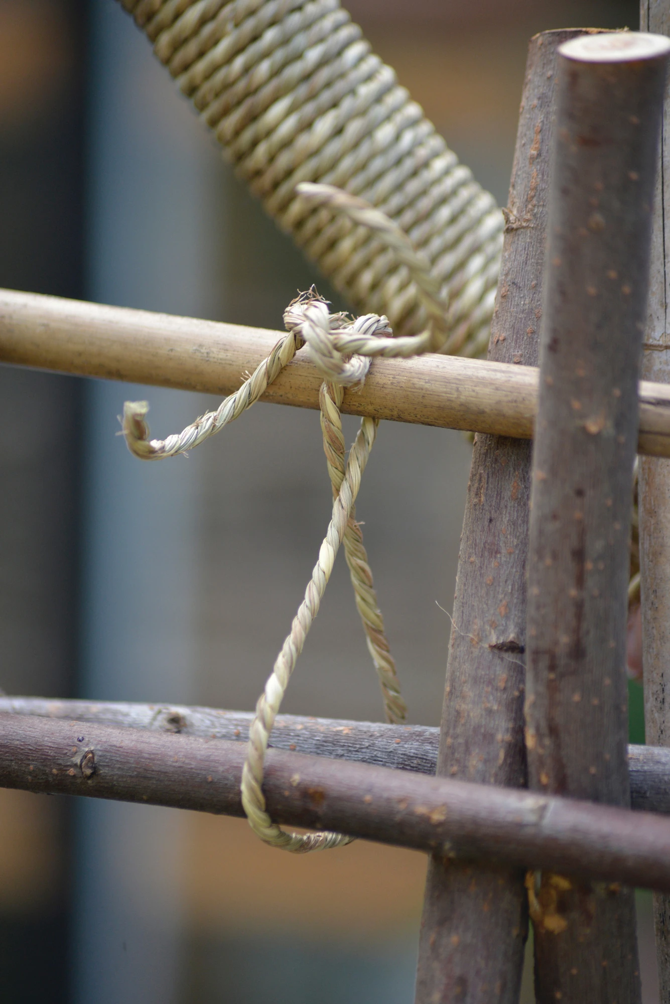 Schlickgräser (15 M) | Gräsersamen Von Nelson Garden 3 Schlickgräser (15 M) | Gräsersamen Von Nelson Garden