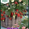 Erdbeere Rainbow Treasure F1 | Erdbeerpflanzen Von Nelson Garden 1 Erdbeere Rainbow Treasure F1 | Erdbeerpflanzen Von Nelson Garden -Samen Zauber 552193 Erdbeere Rainbow Treasure F1 90416 ng 0