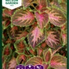 Buntnessel Wizard Coral Sunrise | Thymiansamen Von Nelson Garden -Samen Zauber 552241 Jamaika Thymian Wizard Coral Sunrise 94261A ng 0