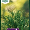 Haarästige Ripsenhirse Frosted Explotion | Gräsersamen Von Nelson Garden -Samen Zauber 552242 Haaraestige Ripsenhirse Frosted Explotion 94724A ng 0