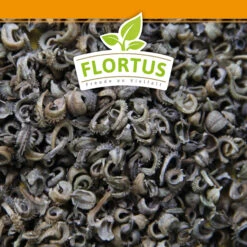 Ringelblumen Mischung | Blumenwiese Von FLORTUS -Samen Zauber 554533 Ringelblumen Mischung 1 kg 530747 Ringelblumen Mischung 1 kg 2000 0209 6