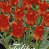 Tulpe Red Riding Hood (20 Stück) | Tulpenzwiebeln Von Sam Van Schooten -Samen Zauber 555220 Tulpe Red Riding Hood 20 Stueck 10220 bl 0