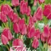 Tulpe Toronto (20 Stück) | Tulpenzwiebeln Von Sam Van Schooten -Samen Zauber 555225 Tulpe Toronto 20 Stueck 10240 bl 0