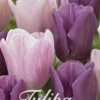 Tulpe Promise (15 Stück) | Tulpenzwiebeln Von Sam Van Schooten -Samen Zauber 555228 Tulpe Promise 15 Stueck 10249 bl 0