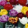 Tulpe Double Mix (15 Stück) | Tulpenzwiebeln Von Sam Van Schooten -Samen Zauber 555233 Tulpe Double Mix 15 Stueck 10260 bl 0
