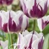 Tulpe Flaming Flag (20 Stück) | Tulpenzwiebeln Von Sam Van Schooten -Samen Zauber 555251 Tulpe Flaming Flag 20 Stueck 10307 bl 0