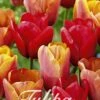 Tulpe Orange King (20 Stück) | Tulpenzwiebeln Von Sam Van Schooten -Samen Zauber 555253 Tulpe Orange King 20 Stueck 10312 bl 0