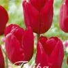 Tulpe Red Impression (20 Stück) | Tulpenzwiebeln Von Sam Van Schooten 2 Tulpe Red Impression (20 Stück) | Tulpenzwiebeln Von Sam Van Schooten -Samen Zauber 555257 Tulpe Red Impression 20 Stueck 10330 bl 0