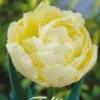 Tulpe Verona (7 Stück) | Tulpenzwiebeln Von Sam Van Schooten -Samen Zauber 555288 Tulpe Verona 7 Stueck 80039 bl 0