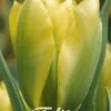 Tulpe Formosa (7 Stück) | Tulpenzwiebeln Von Sam Van Schooten -Samen Zauber 555354 Tulpe Formosa 7 Stueck 80357 bl 0
