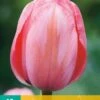 Tulpe Design Impression (10 Stück) | Tulpenzwiebeln Von Jub Holland -Samen Zauber 559658 Tulpe Design Impression 10 Stueck 302250 jb 0