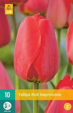 Tulpe Red Impression (10 Stück) | Tulpenzwiebeln Von Jub Holland