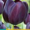 Tulpe Queen Of Night (7 Stück) | Tulpenzwiebeln Von Jub Holland -Samen Zauber 559666 Tulpe Queen of Night 10 Stueck 302600 jb 0