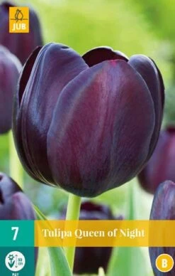 Tulpe Queen Of Night (7 Stück) | Tulpenzwiebeln Von Jub Holland
