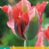 Tulpe Esperanto (7 Stück) | Tulpenzwiebeln Von Jub Holland -Samen Zauber 559686 Tulpe Esperanto 10 Stueck 303380 jb 0