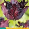 Tulpe Black Parrot (7 Stück) | Tulpenzwiebeln Von Jub Holland 2 Tulpe Black Parrot (7 Stück) | Tulpenzwiebeln Von Jub Holland -Samen Zauber 559694 Tulpe Black Parrot 10 Stueck 303530 jb 0