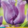 Tulpe Blue Parrot (5 Stück) | Tulpenzwiebeln Von Jub Holland -Samen Zauber 559695 Tulpe Blue Parrot 5 Stueck 303560 jb 0
