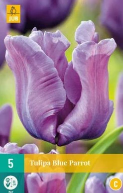 Tulpe Blue Parrot (5 Stück) | Tulpenzwiebeln Von Jub Holland