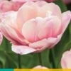 Tulpe Tabledance (7 Stück) | Tulpenzwiebeln Von Jub Holland -Samen Zauber 559711 Tulpe Tabledance 10 Stueck 304157 jb 0