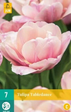 Tulpe Tabledance (7 Stück) | Tulpenzwiebeln Von Jub Holland