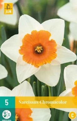 Narzisse Chromacolor (5 Stück) | Narzissenzwiebeln Von Jub Holland