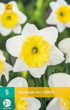 Narzisse Ice Follies (5 Stück) | Narzissenzwiebeln Von Jub Holland