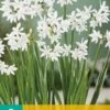 Narzisse Paperwhite (5 Stück) | Narzissenzwiebeln Von Jub Holland -Samen Zauber 559927 Narzisse Paperwhite 5 Stueck 312210 jb 0