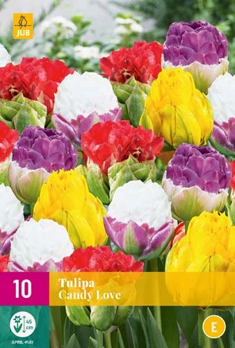 Tulpe Candy Love (10 Stück) | Tulpenzwiebeln Von Jub Holland 3 Tulpe Candy Love (10 Stück) | Tulpenzwiebeln Von Jub Holland