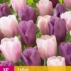 Tulpe Macaron Mix (15 Stück) | Tulpenzwiebeln Von Jub Holland -Samen Zauber 559958 Tulpe Macaron Mix 15 Stueck 322490 jb 0
